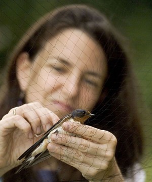 Rebecca Safran holt eine Rauchschwalbe aus einem Fangnetz, um sie zu markieren und wieder freizulassen.