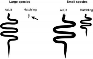 Die Jungen großer Schlangenarten (links) sind im Vergleich zum ausgewachsenen Tier deutlich kleiner als der Nachwuchs kleiner Schlangen (rechts)