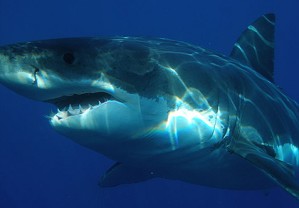 Das Gebiss des Weißen Hais entwickelt rekordverdächtige Kräfte