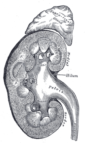 Lithographie einer Niere