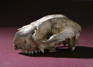 Schädel eines Riesenkängurus