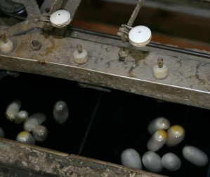Seidenkokons in traditioneller chinesischer Spinnmaschine, die im Wasser schwimmend abgewickelt werden