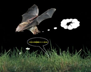 Auch ohne Echo-Ortung finden Fledermäuse bodennahe Insekten aufgrund ihrer Krabbelgeräusche