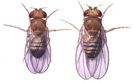 Drosphila melanogaster: links das Männchen, rechts das Weibchen