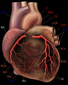 Die Herzkranzgefäße (Koronararterien) versorgen den Herzmuskel mit Blut