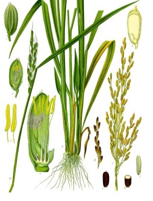 Reispflanze (Oryza sativa)