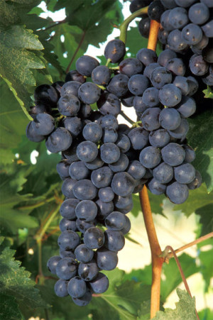 Die Schalen der roten Weintrauben enthalten gesundheitsfördernde Stoffe