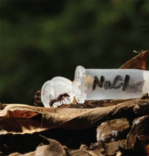 Eine Kochsalzlösung (NaCl) lockt Ameisen an, die im Landesinneren leben