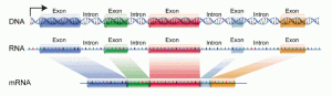 Beim Spleißen werden die Introns aus der Vorläufer-RNA herausgeschnitten und die Exons wieder zusammengefügt