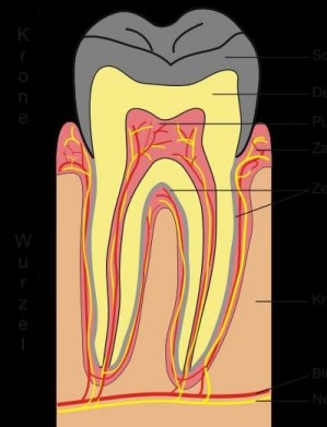 Schematische Darstellung eines Zahns