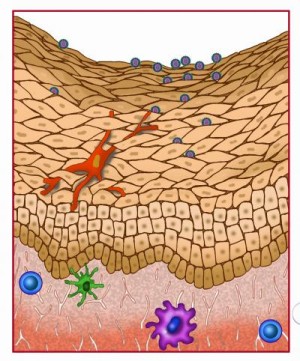 Das HI-Virus ist in der Lage, zwischen nur lose verbundenen Hautzellen hindurchzuschlüpfen