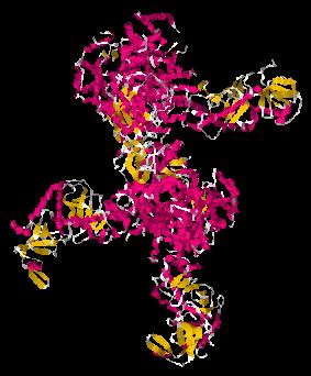 Molekülmodell des Enzyms Dicer