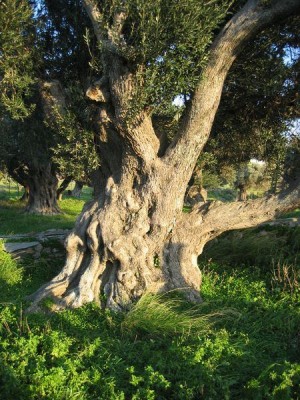 Ölbaum in Griechenland