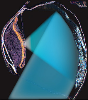 Schnitt durch die Spiegeloptik des Gespensterfischauges: rechts der Spiegel, links die Netzhaut, in hellblau der Strahlengang des von unten einfallenden Lichts