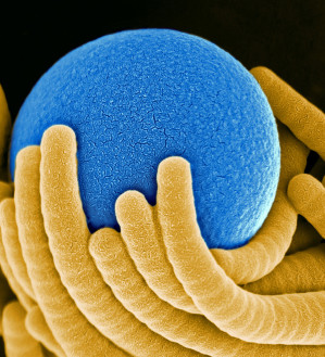 Winzige Partikel können die Nanospiralen auf Wunsch festhalten