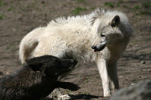 Während schwarze Wölfe eher in den Wäldern vorkommen, dominieren helle in der Tundra