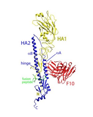 H5-Hämagglutinin (HA1 + HA2, gelb + blau) mit gebundenem Antikörper (F10, rot)