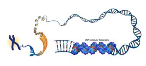Vom Chromosom zur Doppelhelix: Organisationsstufen der DNA