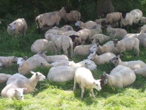 Wo alle sind, da will man auch hin. Das gilt für Schafe ebenso wie für Menschen. Bei Letzteren zeigt sich dieser Drang schon ab etwa drei oder vier Jahren.