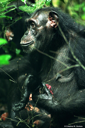 Die Schimpansendame Isha mit einem Stück Fleisch, dass sie von einem Verehrer bekommen hat
