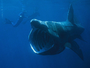 Der Riesenhai ist der zweitgrößte Fisch der Weltmeere, nur der Walhai wird noch größer und schwerer