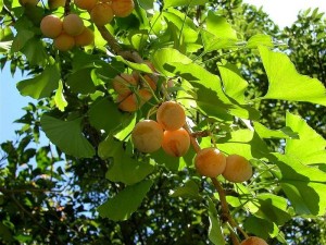 Ginkgo-Zweig mit unreifen Früchten