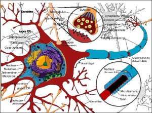 Schema einer Nervenzelle