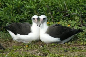 Weibchen des Laysan albatros bilden zum Teil lebenslange Partnerschaften zur Jungenaufzucht