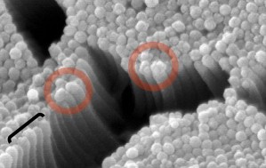 Dünndarmzellen setzen über die Spitzen des Bürstensaums (rote Kreise) enzymbeladeneVesikel frei