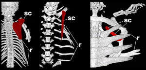 Vergleich der Skelette von Maus, Huhn und Schildkröte - das Schulterblatt, die Scapula, ist rot