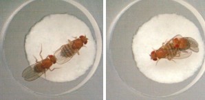Paarungsverhalten bei Drosophila