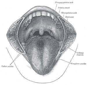Grafische Darstellung der Mundhöhle