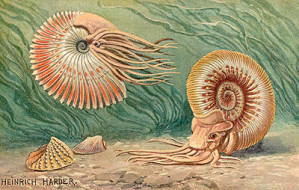 Künstlerische Rekontruktion der äußerst widerstandsfähigen Ammoniten