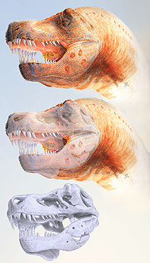 Rekonstruktion der Trichomonadeninfektion bei T. rex