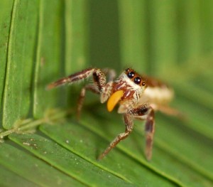 Eine weibliche Bagheera kiplingi-Spinne frisst ein Belt'sches Körperchen einer Akazie