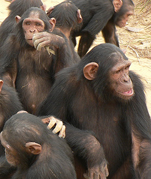 Schimpansen scheinen durchaus eine Art kulturellen Wissensschaftzes zu besitzen, aus dem sie schöpfen können