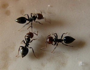 Ameisen kommunizieren über chemische Signale