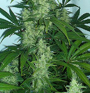Blühelnde Hanfpflanze - bestimmte Hanfsorten enthalten hohe Mengen an Cannabinoiden