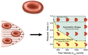 In Ruhe sind Erythrozyten symmetrisch (oben). Bei einer angenommenen Flussgeschwindigkeit in Parabolform (links) ergibt sich eine Verformung der Blutzellen (rechts), als Funktion der Flussgeschwindigkeit und der 