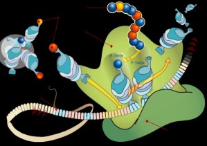 Am Ribosom werden gemäß der genetischen Bauanleitung aus Aminosäuren Proteine hergestellt