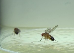 Aggressives Verhalten einer männlichen Drosophila-Fliege durch Ausbreiten der Flügel
