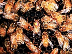 Die Biene in der Mitte bricht ihren Schwänzeltanz ab, weil sie ein Stoppsignal (von der mit einem S markierten Biene) erhält.