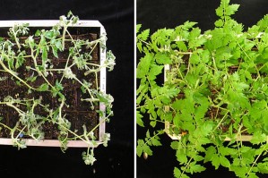 Unveränderte (links) und genetisch veränderte (rechts) Tomatenpflanzen nach Infektion mit Ralstonia solanacearum