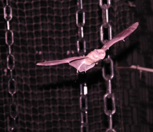 Große Braune Fledermäuse im Kettenwald halfen US-Forschern, auf die Spur ihrer geschickten Echo-Ortung zu kommen.