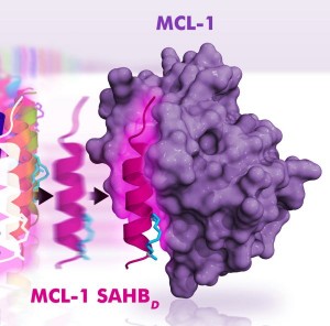 Das Peptid SAHB (rot) bindet spezifisch an der Andockstelle des Anti-Apoptose-Proteins MCL-1 (blau).
