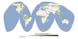 Erste Weltkarte der Baumhöhen