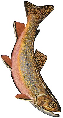 Der Bachsaibling (Salvelinus fontinalis) frisst vor allem Plankton, andere Wassertierchen und Insekten an der Wasseroberfläche -- größere Tiere verspeisen auch kleine Fische.