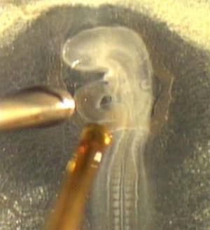 Bild eines 53 Stunden alten Wachtel-Embryos. Der Lichtleiter (unten) liefert Laserpulse, um den Herzschlag zu beeinflussen - ein Laser-Doppler-Anemometer (links) misst berührungslos den tatsächlichen Takt des Herzens