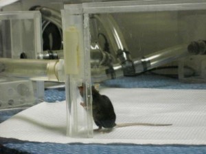 Eine Maus erhält Wasser als Belohnung dafür, dass sie die richtige Kotprobe gefunden hat - die einer infizierten Ente
