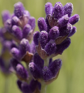 Auch verblüht haben die Blütenblätter des Lavendels noch ihre Aufgabe.